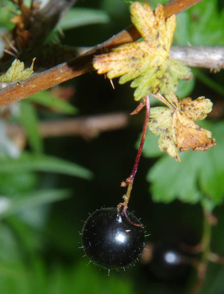 Ribes lacustre (Pers.) Poir